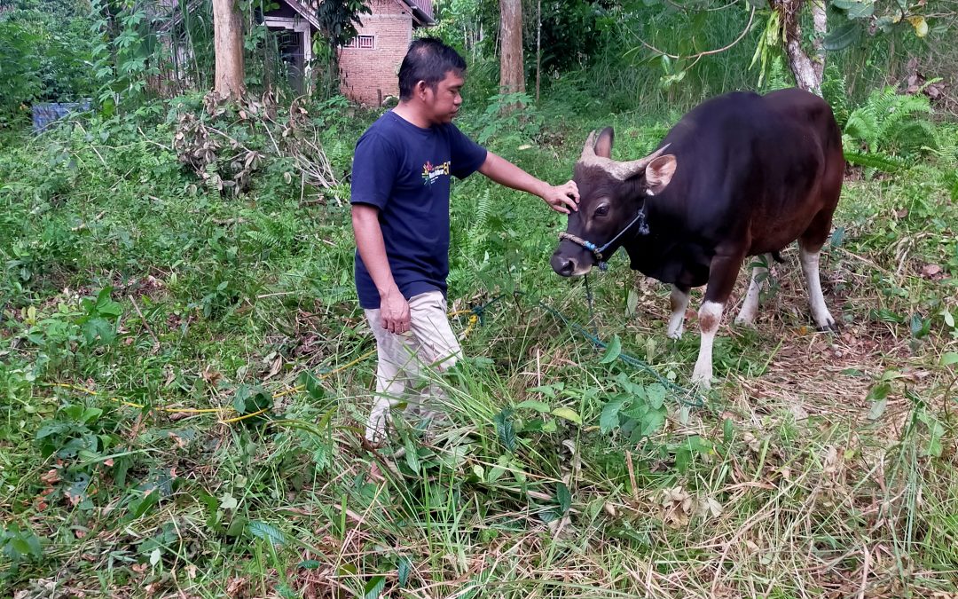 Masyarakat Desa Baru Sambut Hari Raya Idul Adha 1445 H Dengan Berqurban